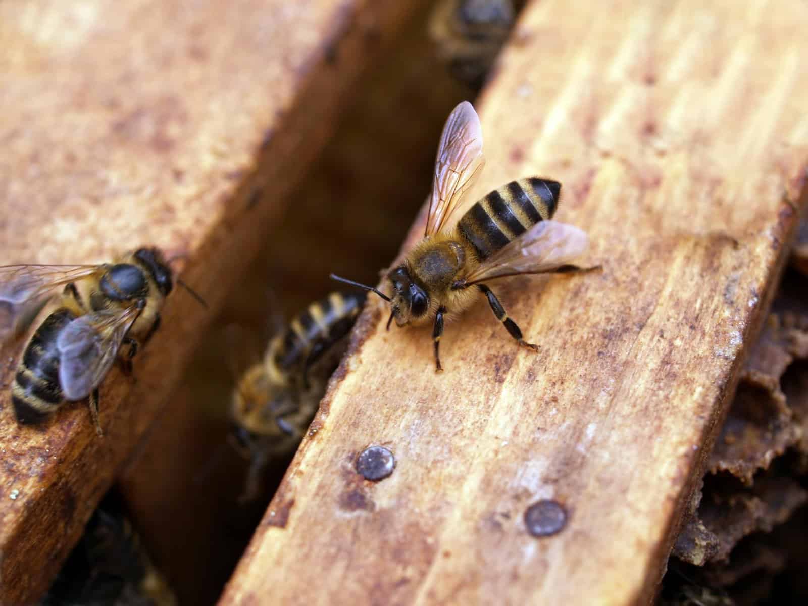 sabia que as abelhas sobrevivem debaixo de água?