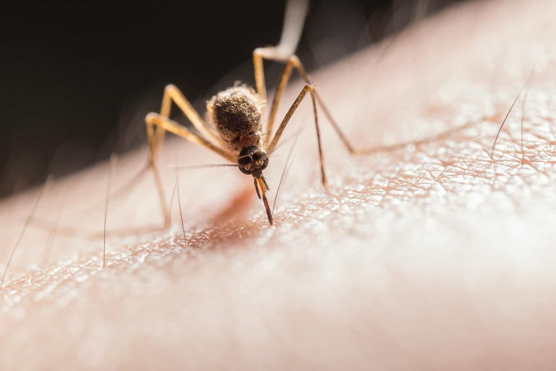 os mosquitos picam mais a uns do que a outros. sabe porquê?