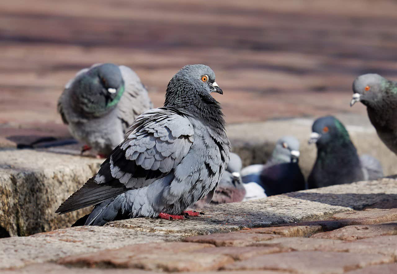 aves urbanas estão cheias de bactérias resistentes a antibióticos