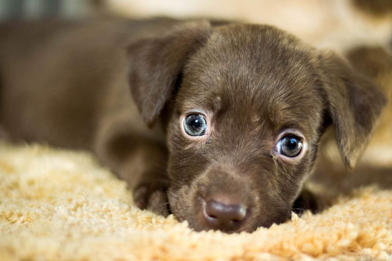 nova burla mbway ataca quem tem animais de estimação!