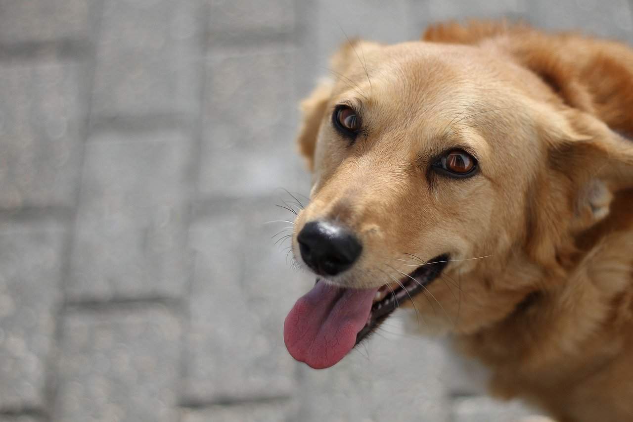 afinal o seu cão pode não ter a idade que acha que tem!