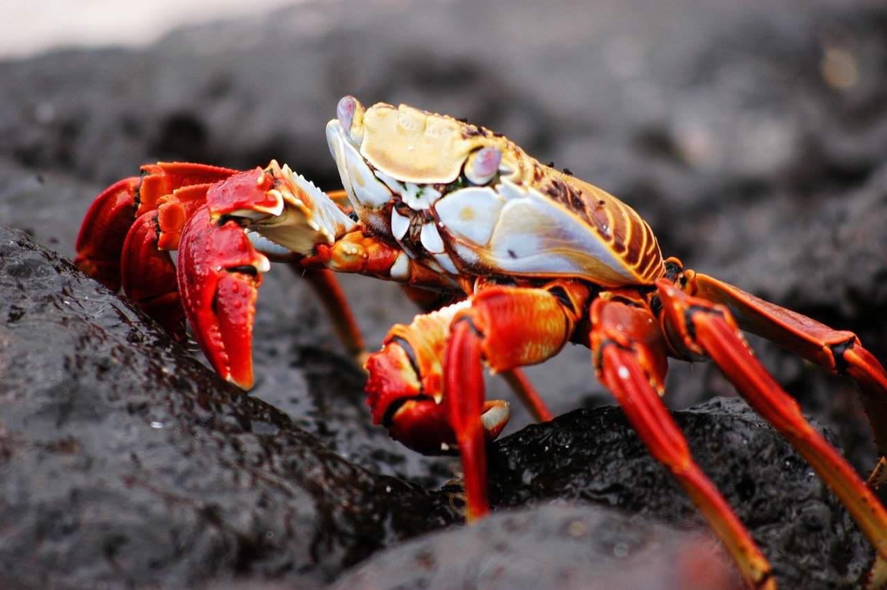 cientistas confirmam que os caranguejos sentem mesmo dor