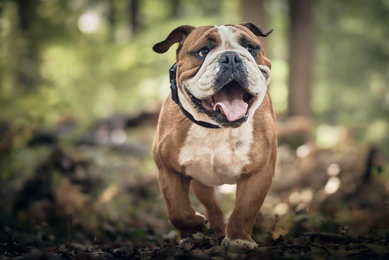 afinal o seu cão pode não ter a idade que acha que tem!