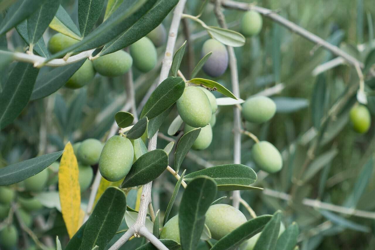 as folhas de oliveira têm este efeito secreto na sua saúde