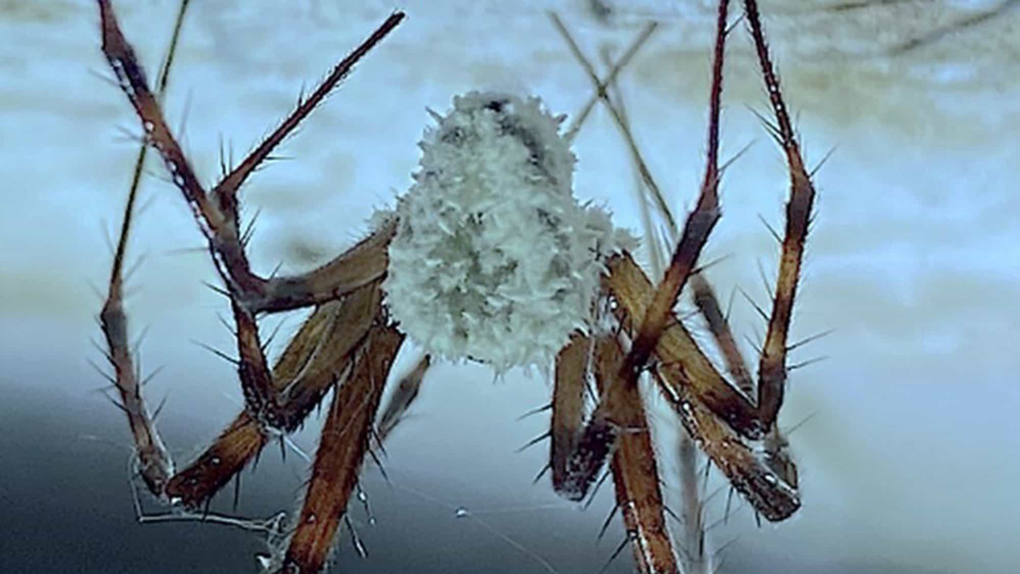 Aranhas zombie infectadas descobertas na Irlanda do Norte