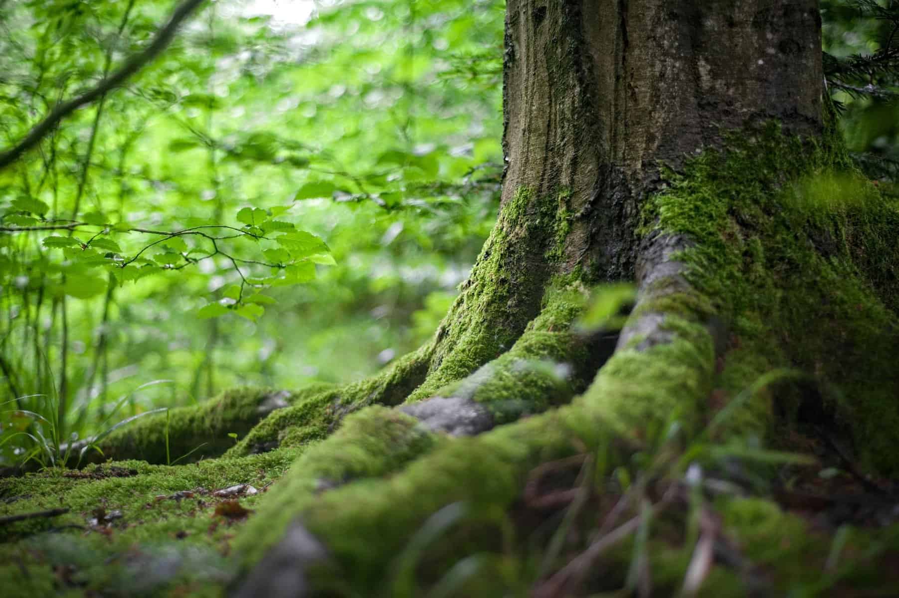 wood-wide web: a rede de comunicação secreta entre plantas!