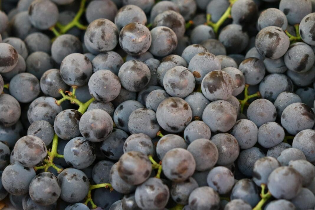 se comer uvas todos os dias vai acontecer isto ao seu corpo